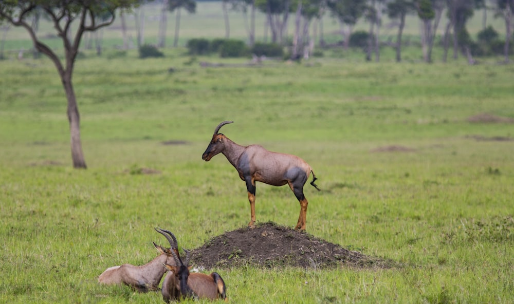 brown-and-black animals on green grass