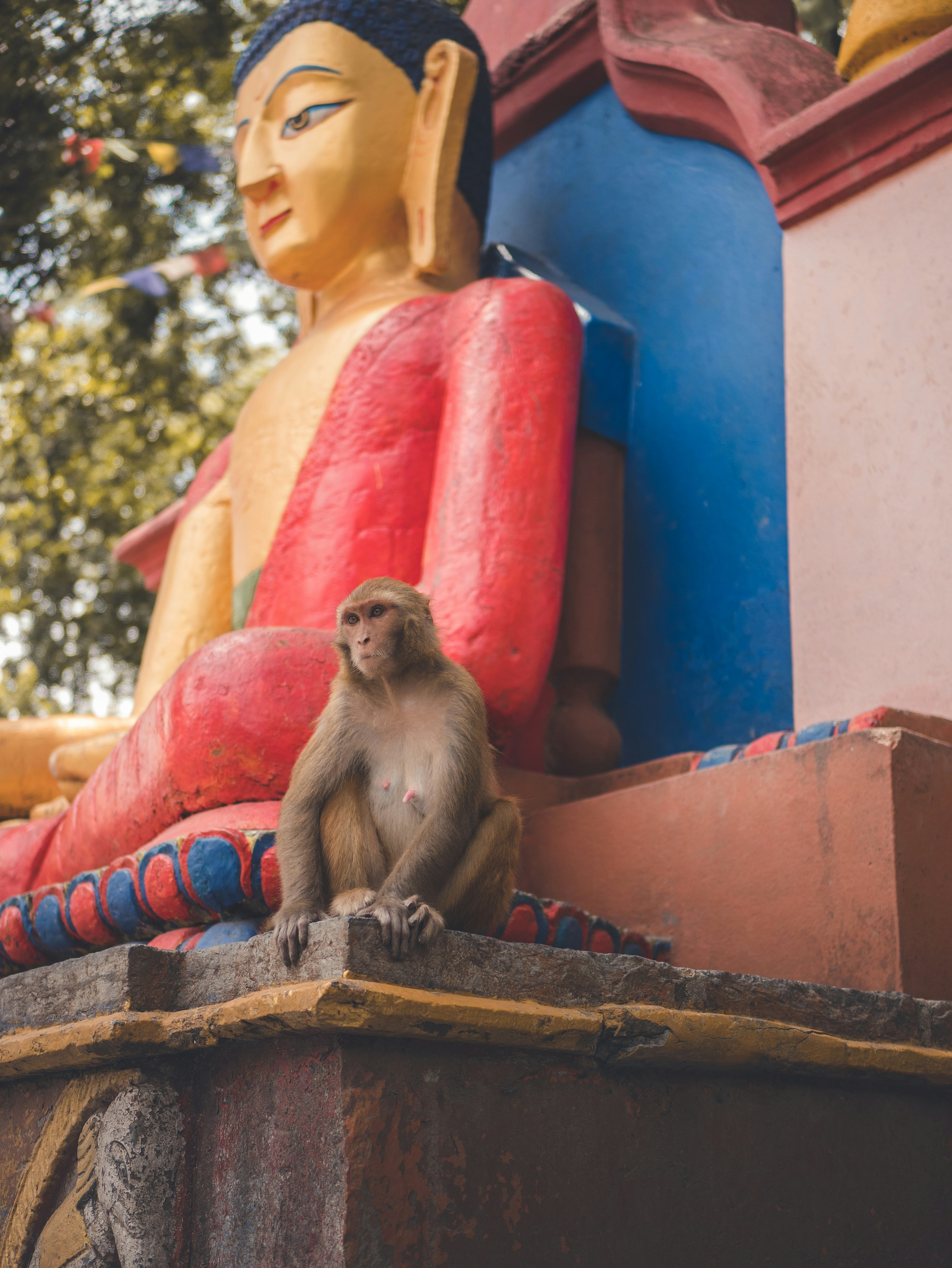 Monkey resting on a Buddha statue after running around to scavenge bananas