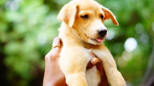 Happy family signing a contract while holding a small Pomeranian puppy