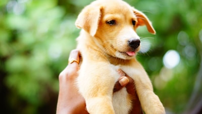 A small puppy is being held up by a hand against a backdrop of blurred green foliage. The puppy has a light brown coat and is looking to the side with its tongue slightly out. The hand holding the puppy is adorned with a simple gold ring.