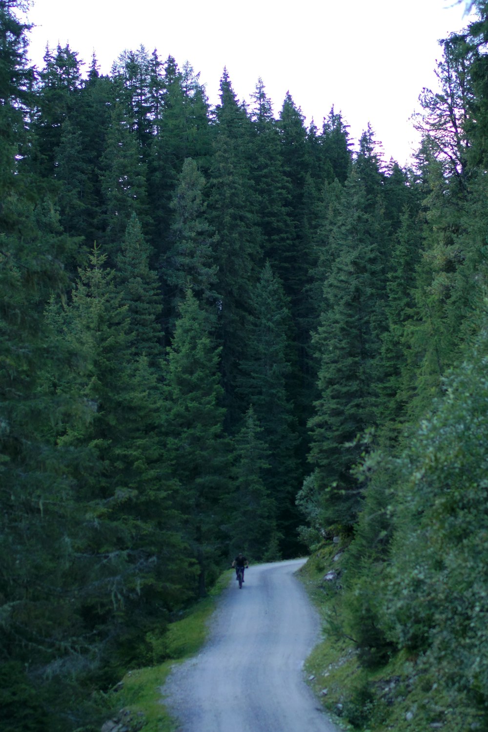 person walking on road between green trees
