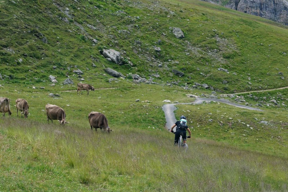 person cycling on green mountain near brown cattles