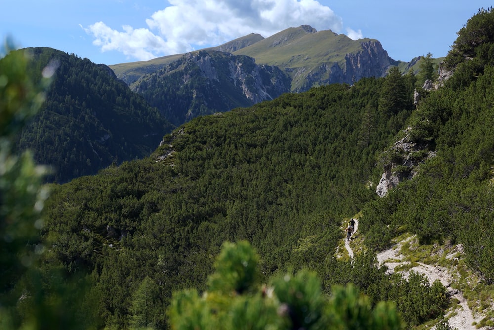 green trees mountain