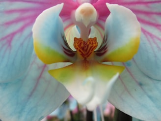 Close-up of a vibrant rare orchid with intricate petal patterns