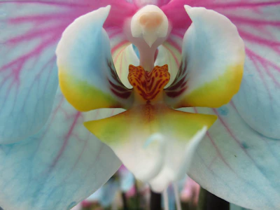 Close-up of a rare orchid species with intricate patterns and vibrant hues.