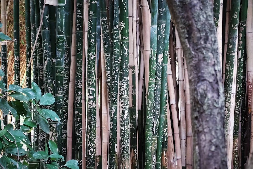 green and brown bamboo sheets