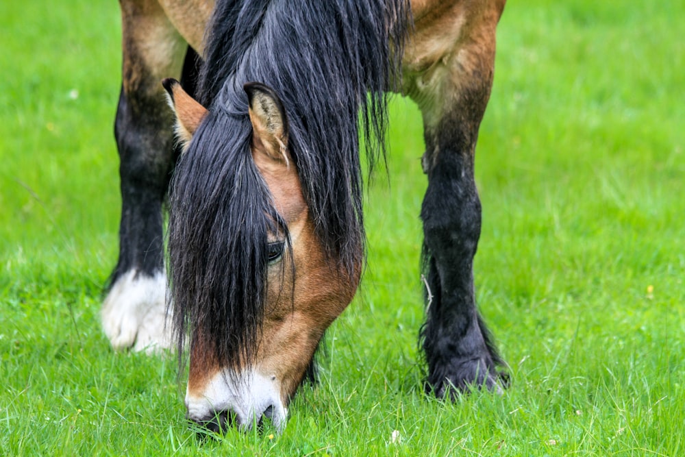 brown and black horse eating grass on field