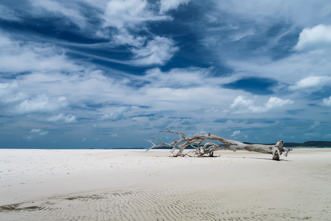 drift tree on shore