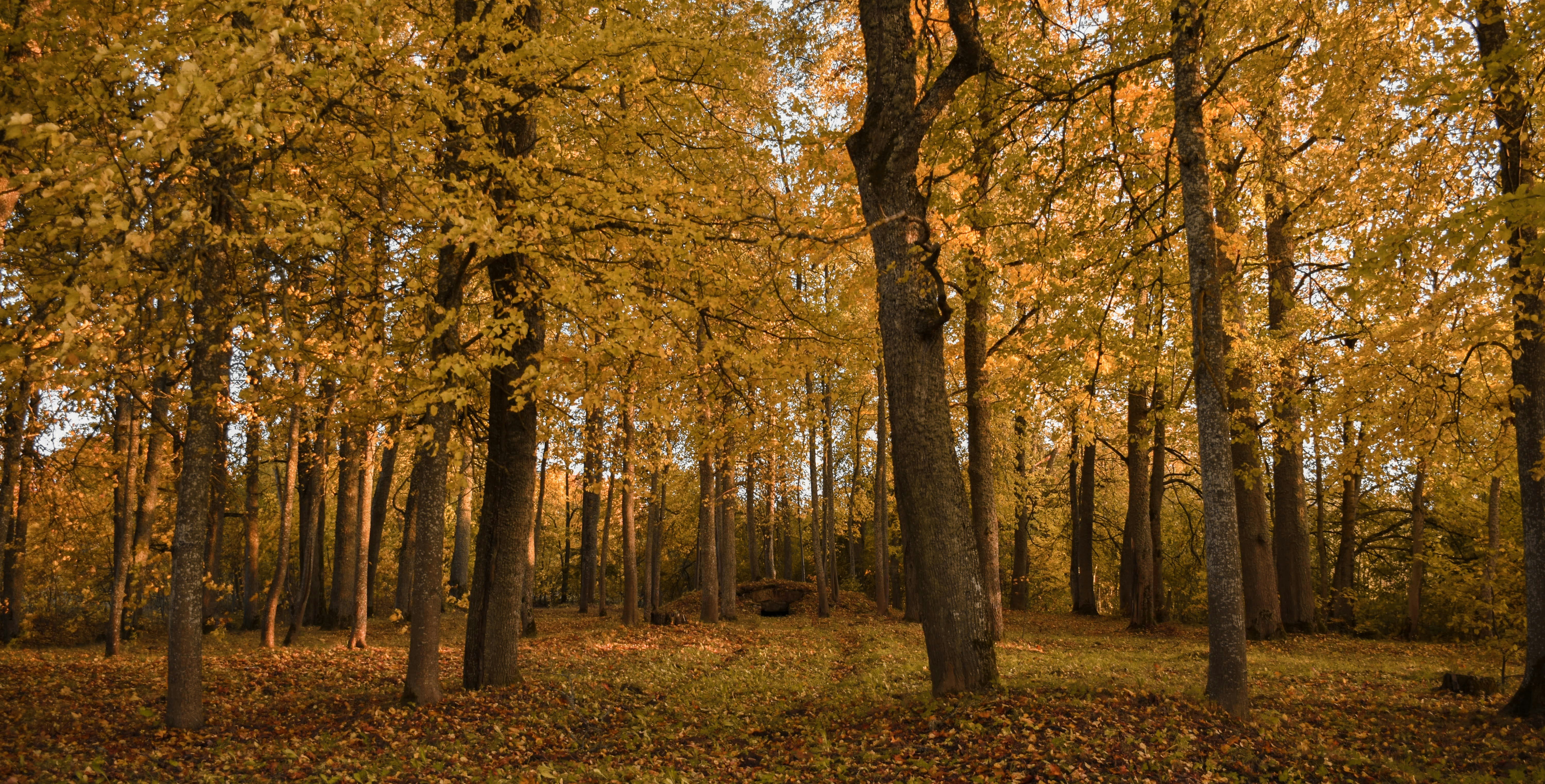 Photo by karliszalans