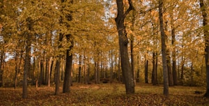 Golden Path