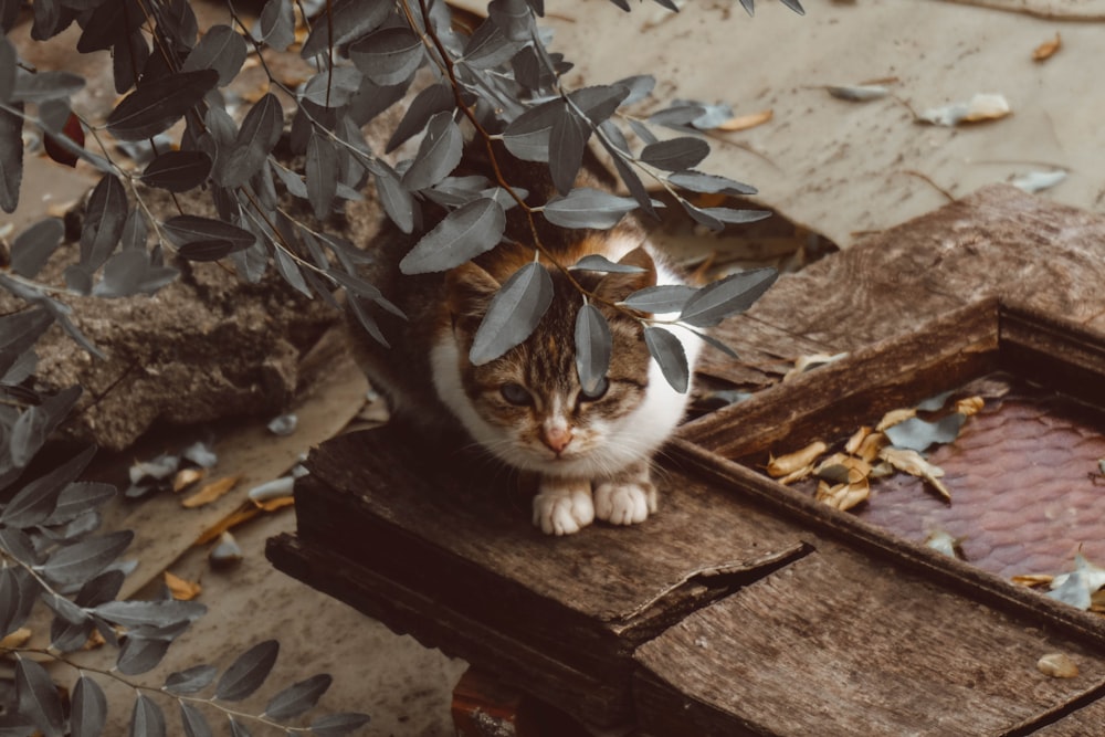 tabby cat under leaves