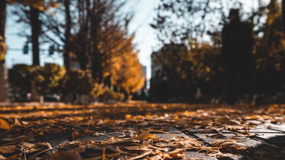 macro photography of brown leaves on ground during daytime