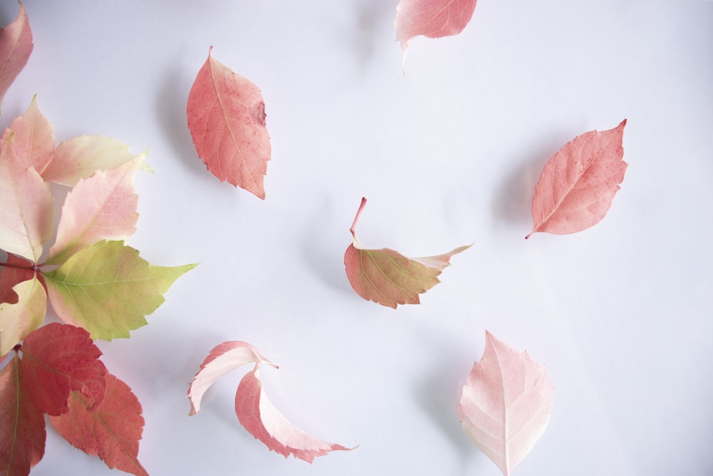 feuilles roses et vertes