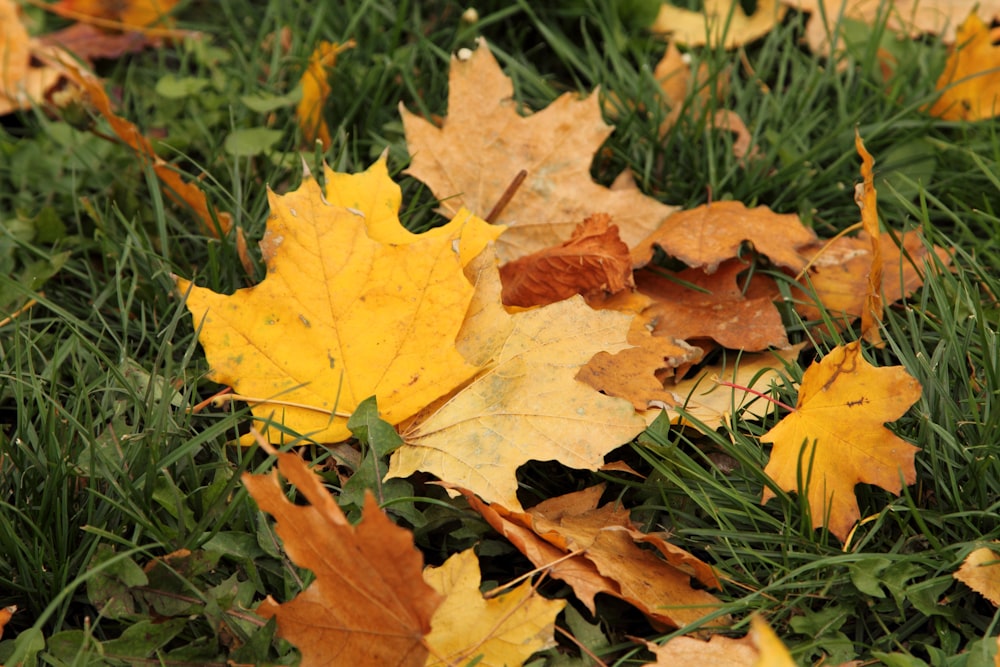 macro photography of yellow and orange maple leaves on green field