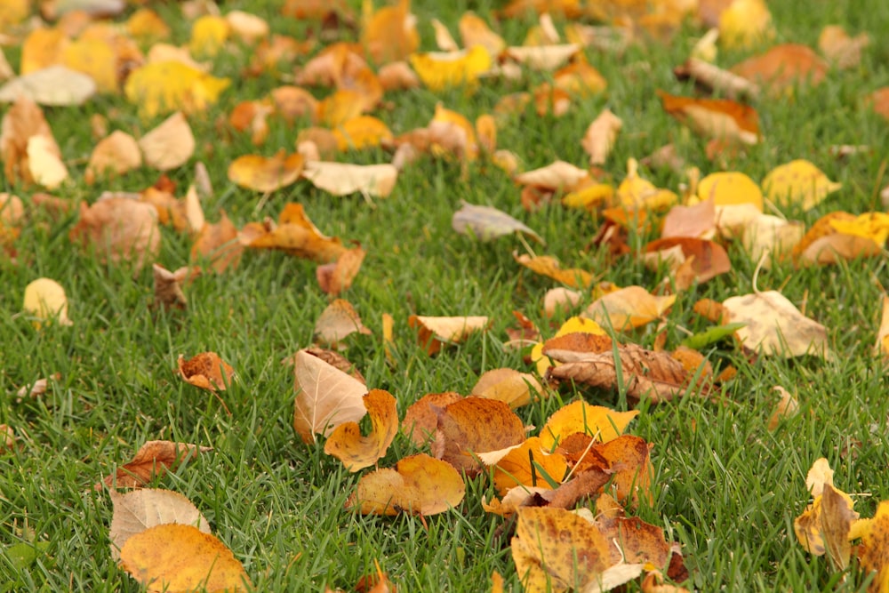 brown dry leaves on grass field