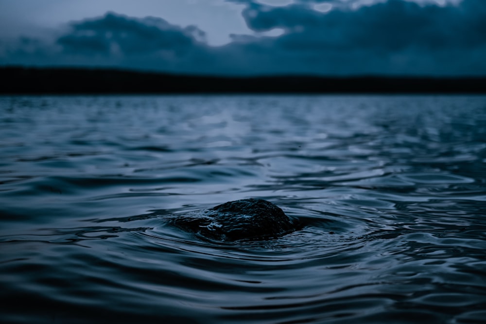 macro photography of blue body of water