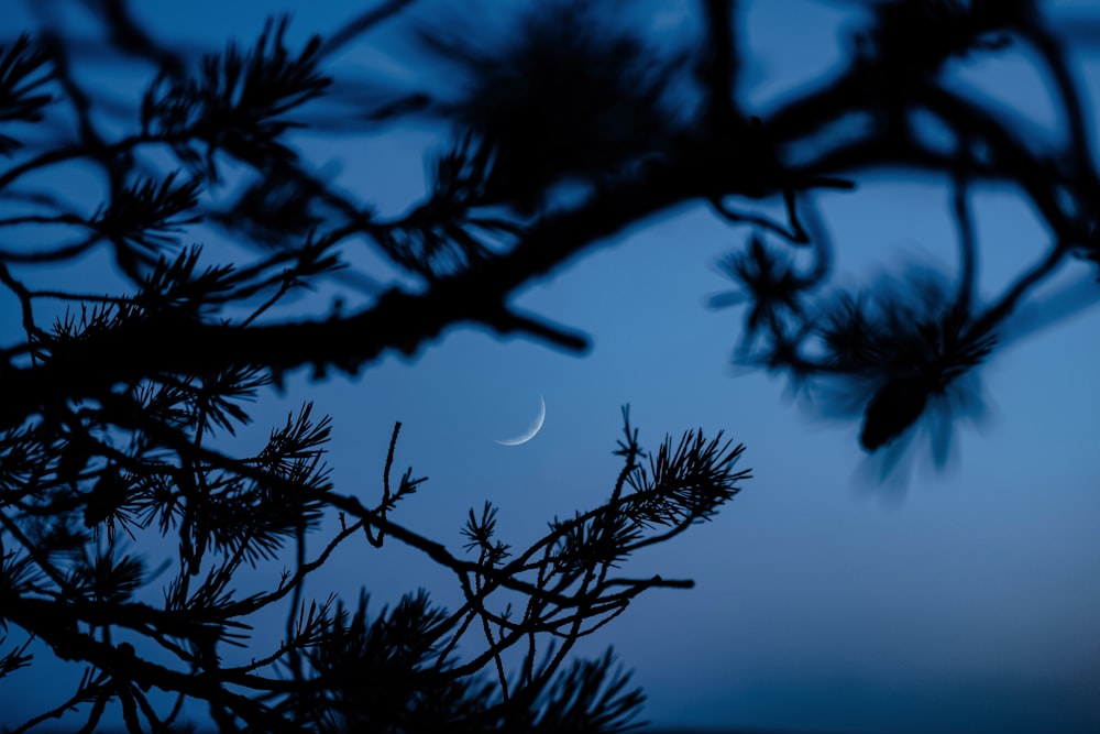 silhouette of pine tree branch
