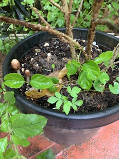A black plant pot filled with soil and various green leafy plants. Small mushrooms with brown tops are growing near the edge of the pot. The soil appears moist, and the area is surrounded by other leafy plants. The scene suggests a natural, outdoor setting.