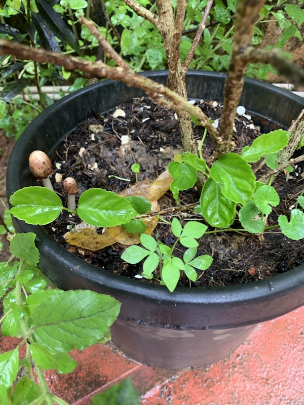 Perfect Plants for Every Enthusiast
