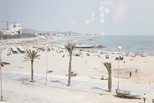 aerial view photography of palm tree near body of water in Collbató Spain