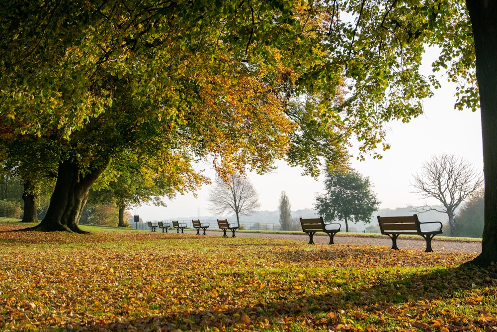 benches under green leafed trees