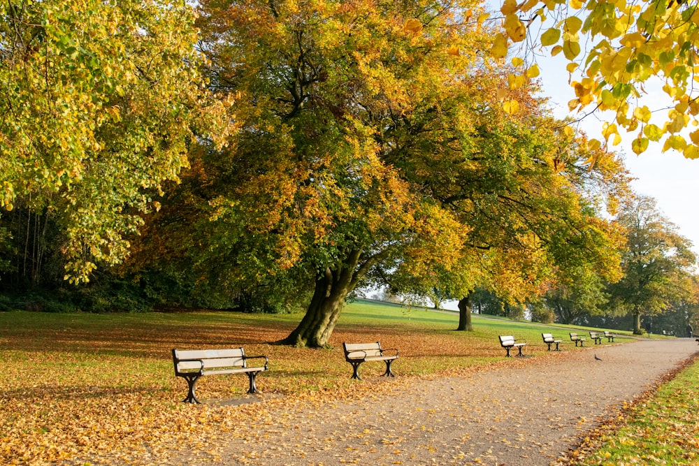 four brown benches surrounded by trees