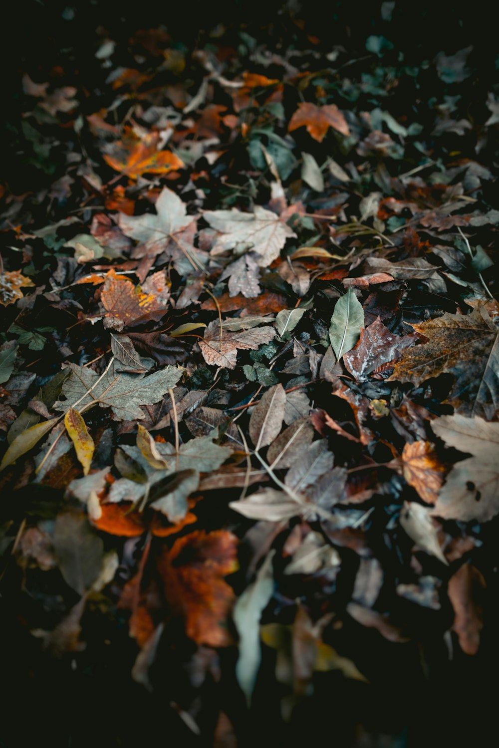 green and brown maple leaf