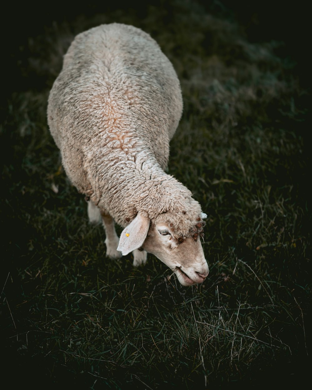 gray sheep eating grass