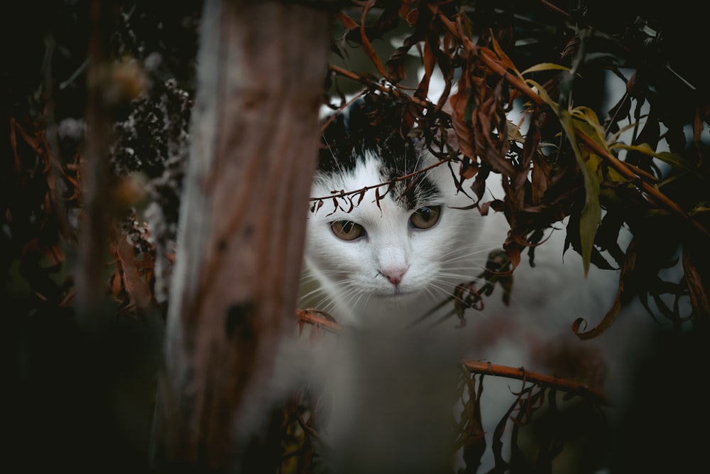 selective focus photography of white and black cat