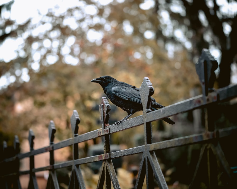 black crow on fench