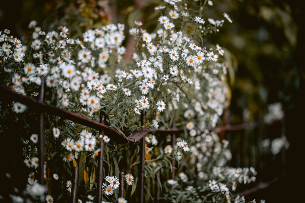 selective focus photography of white petaled flowers