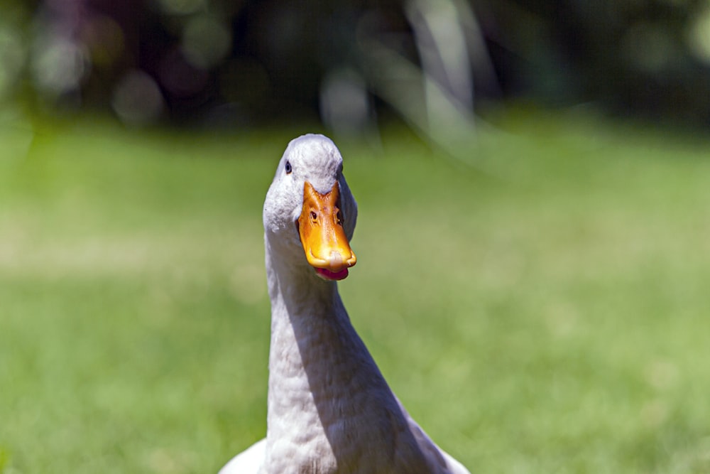 white goose