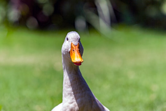 white goose in Çıralı Turkey