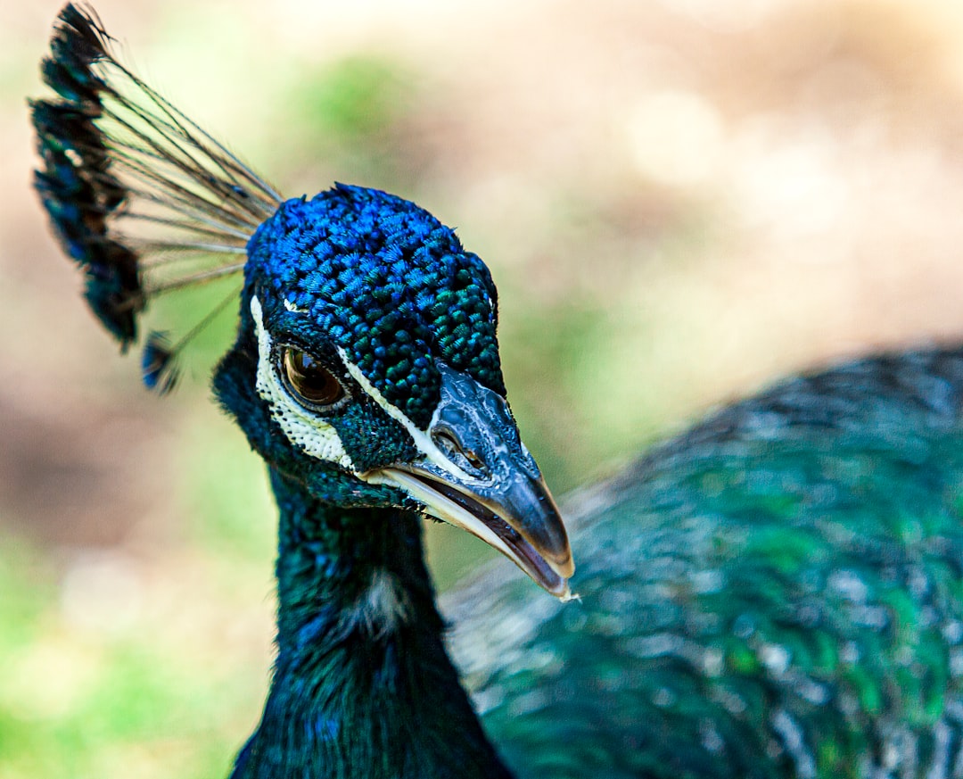 photo of Çıralı Wildlife near Phaselis