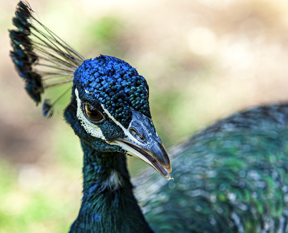 blue and green peafowl