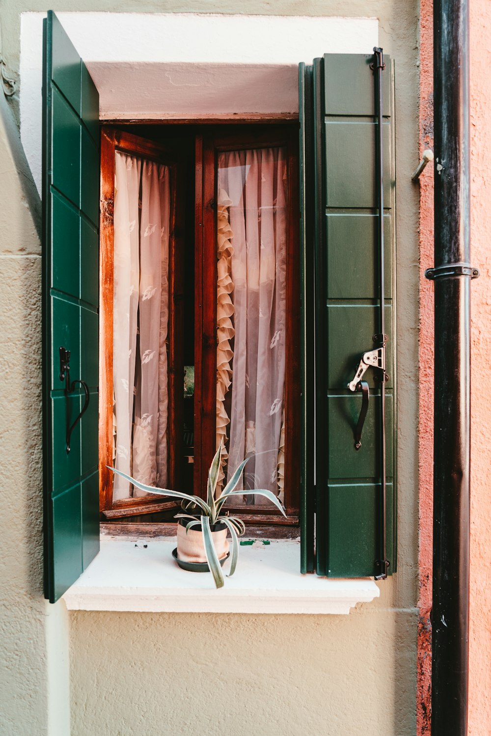 green potted plant between green open window