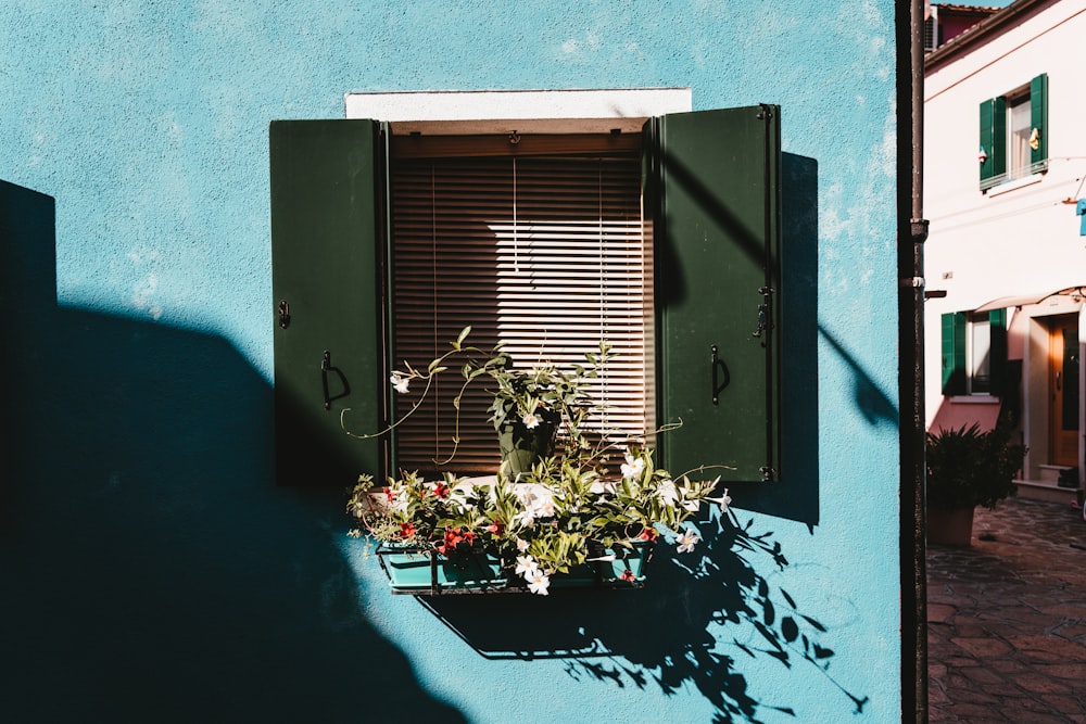 white flowers in front of window