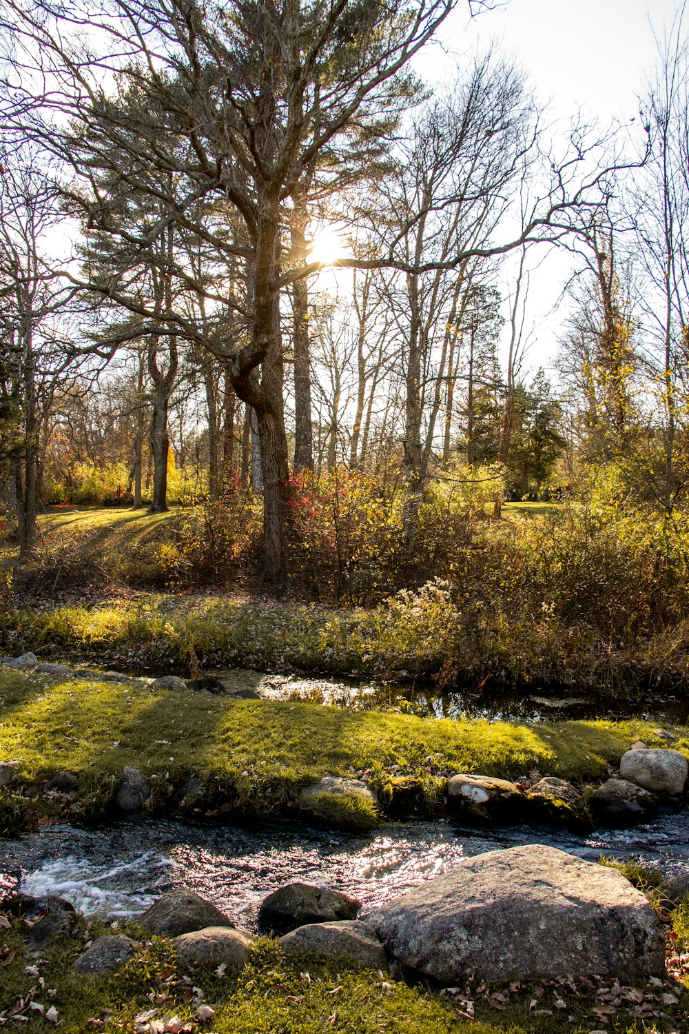 green grasses