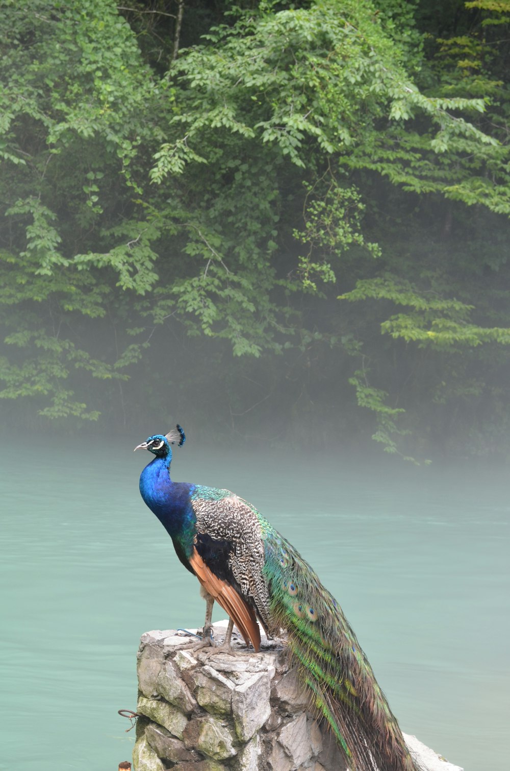 blue, gray, green, and black peafowl on gray stone