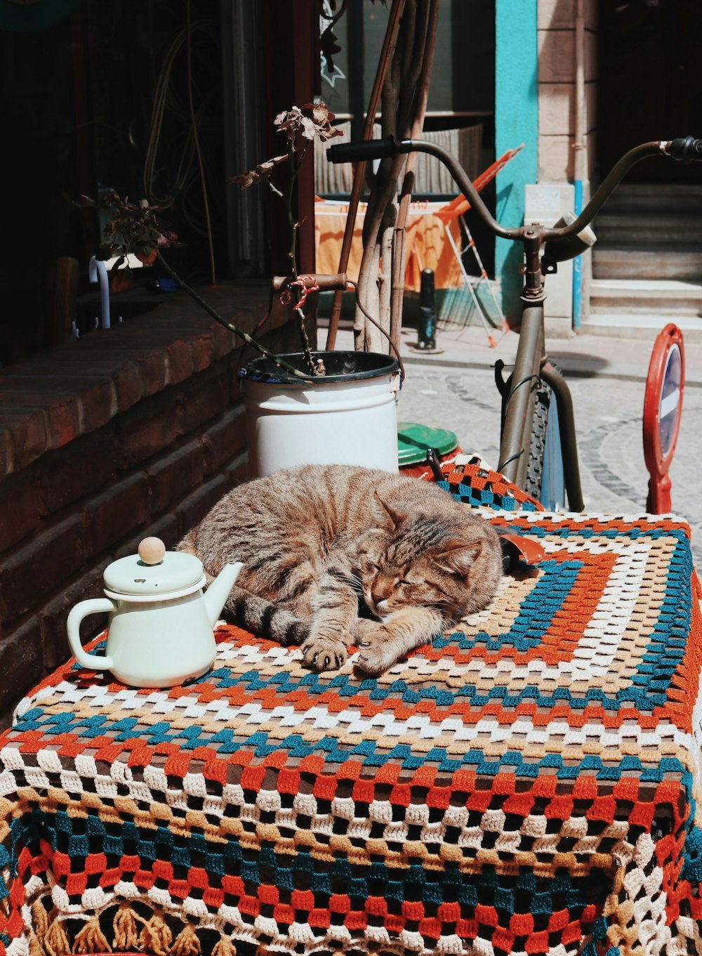 sleeping cat on table