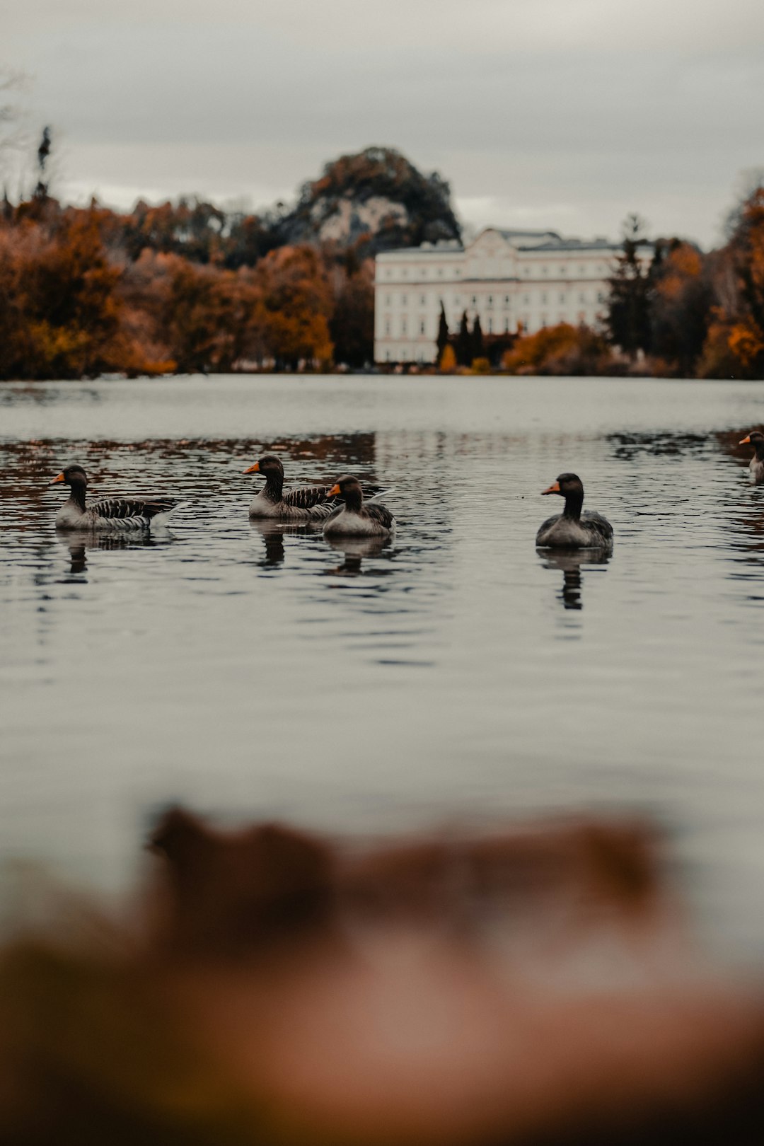 four gray ducks of body of water during daytime