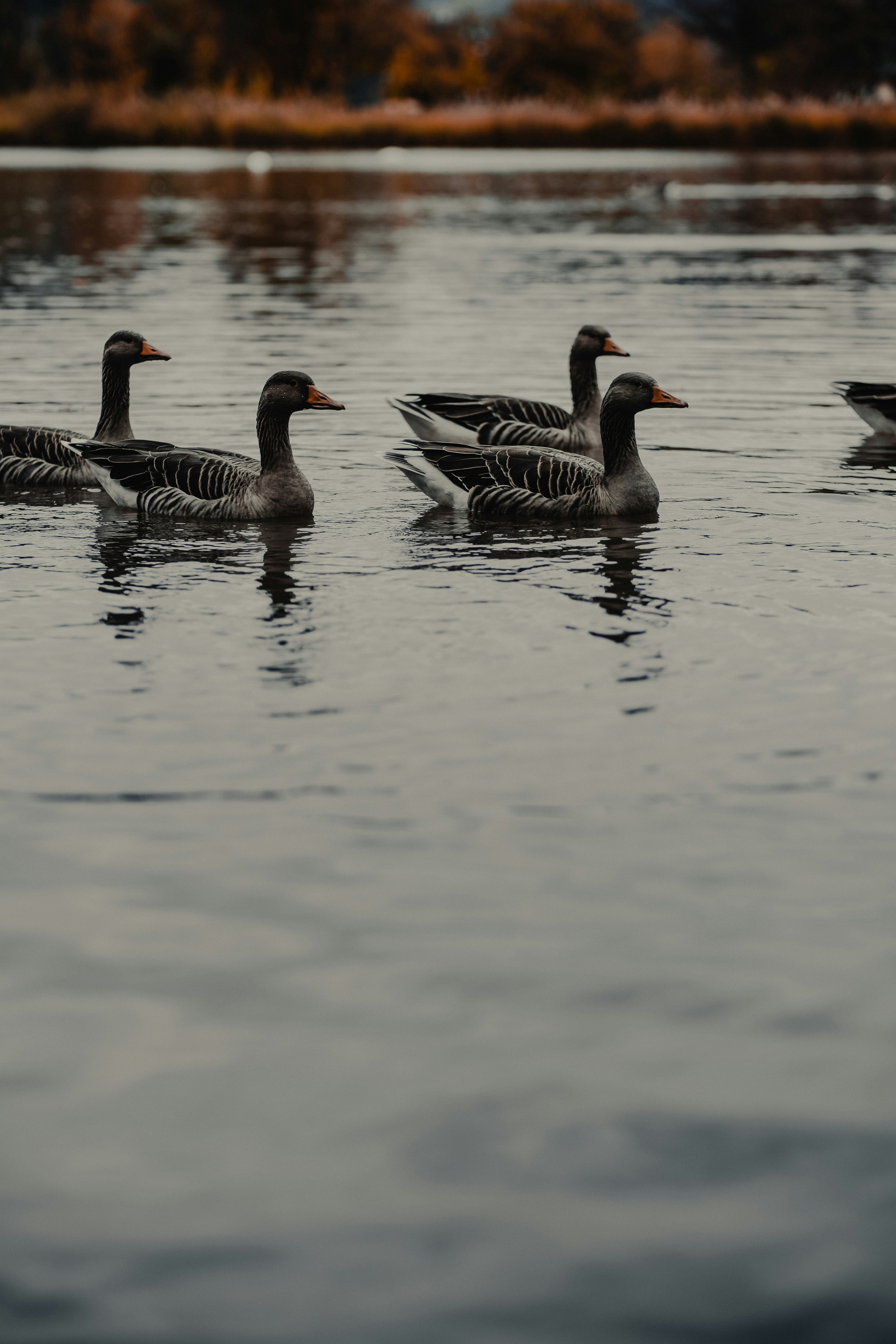 group of gray ducks floating on body of water
