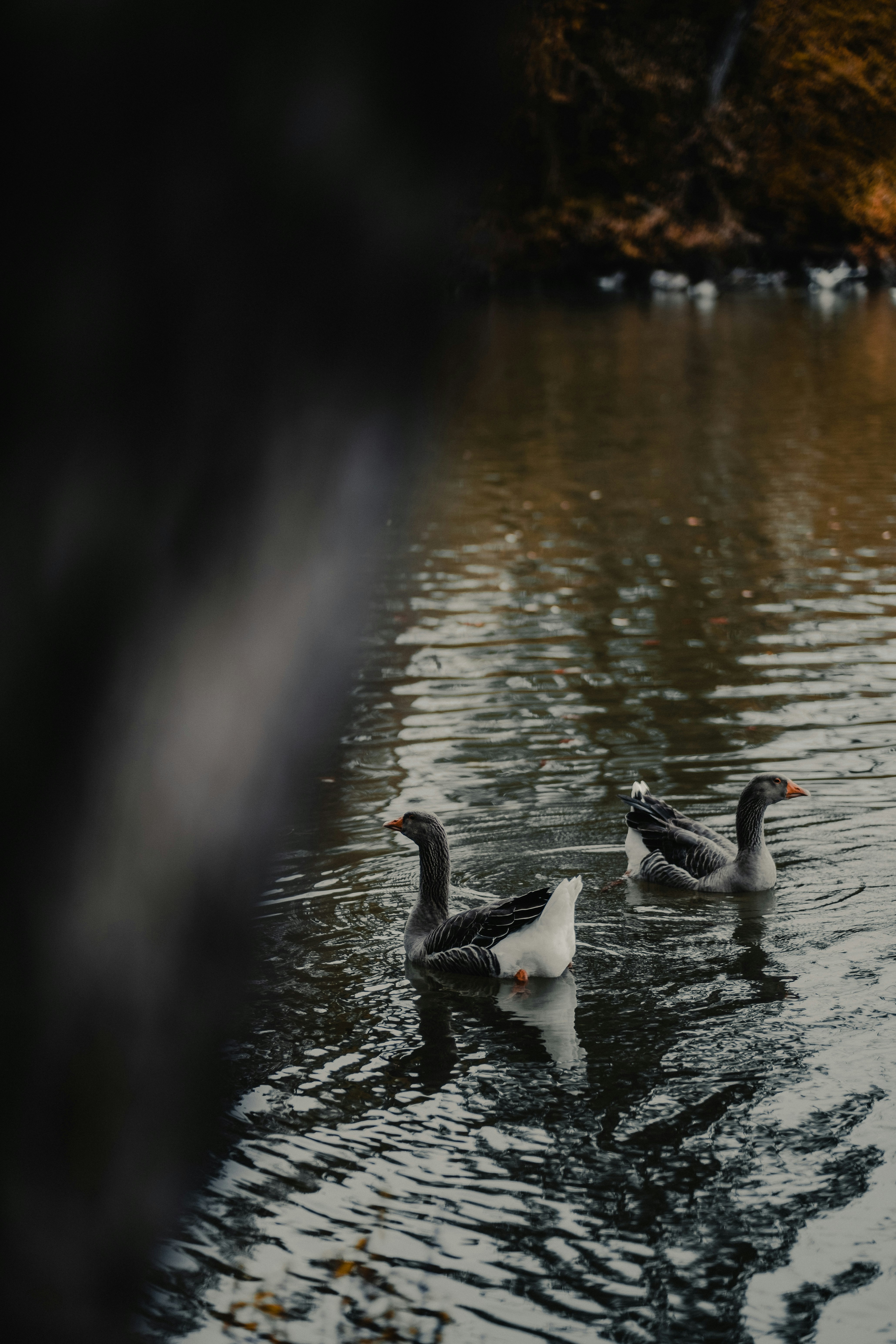 Photo by patresinger