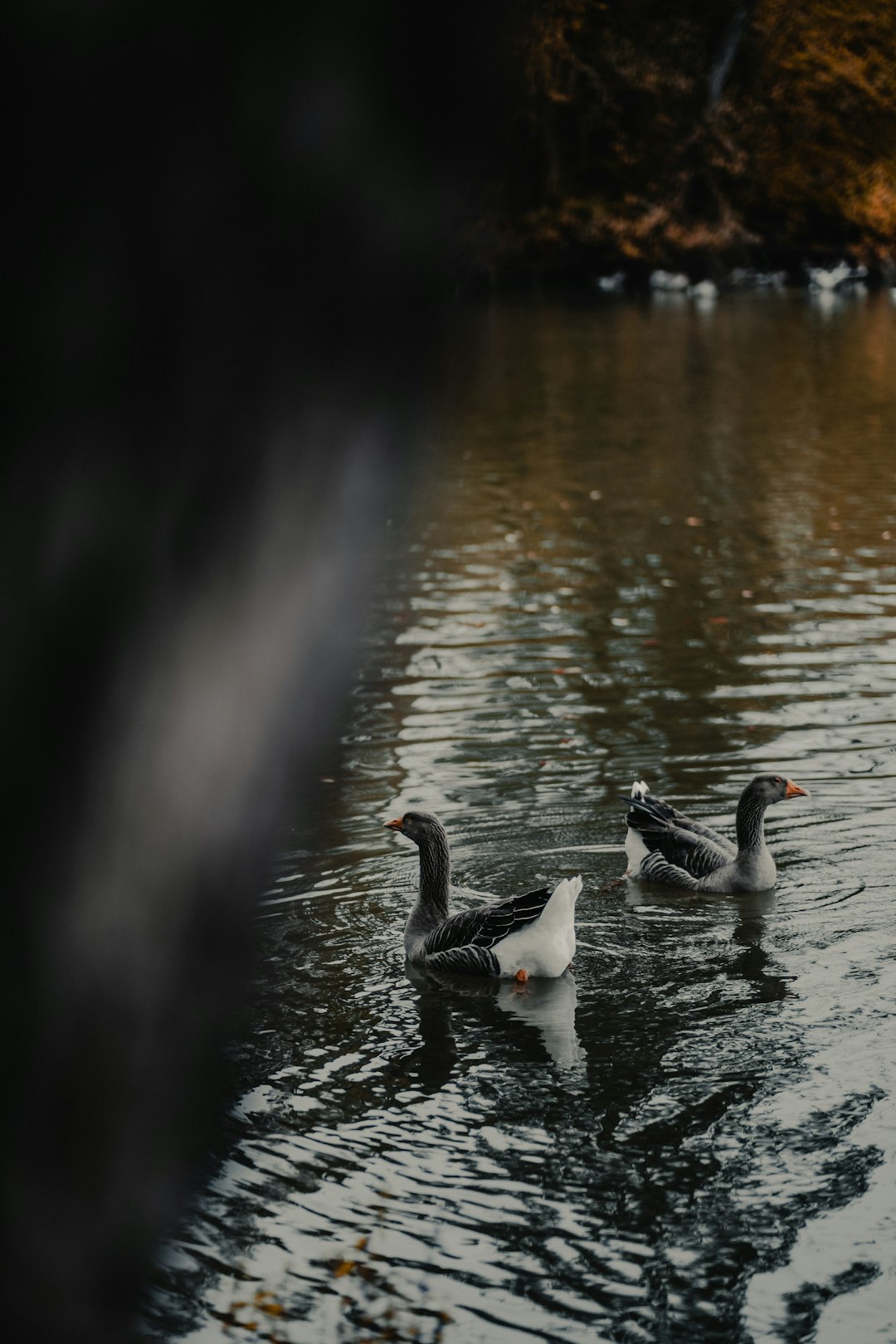 two ducks floating in water