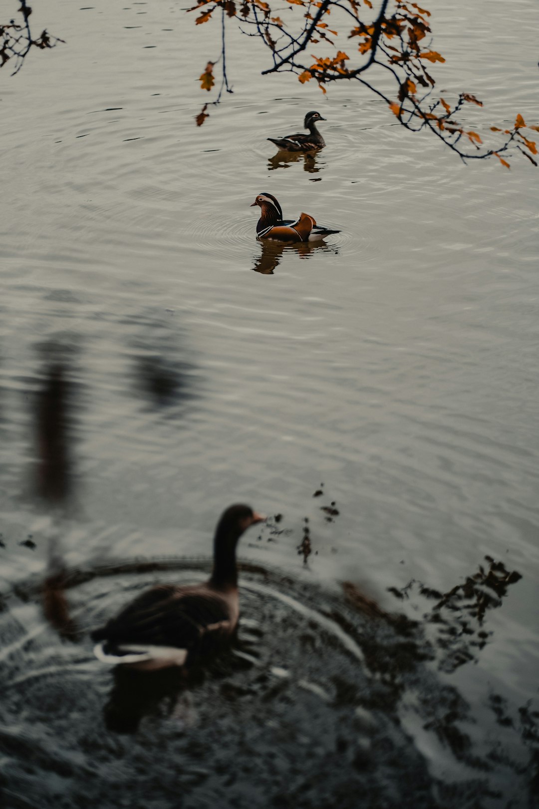 ducks floating on pond