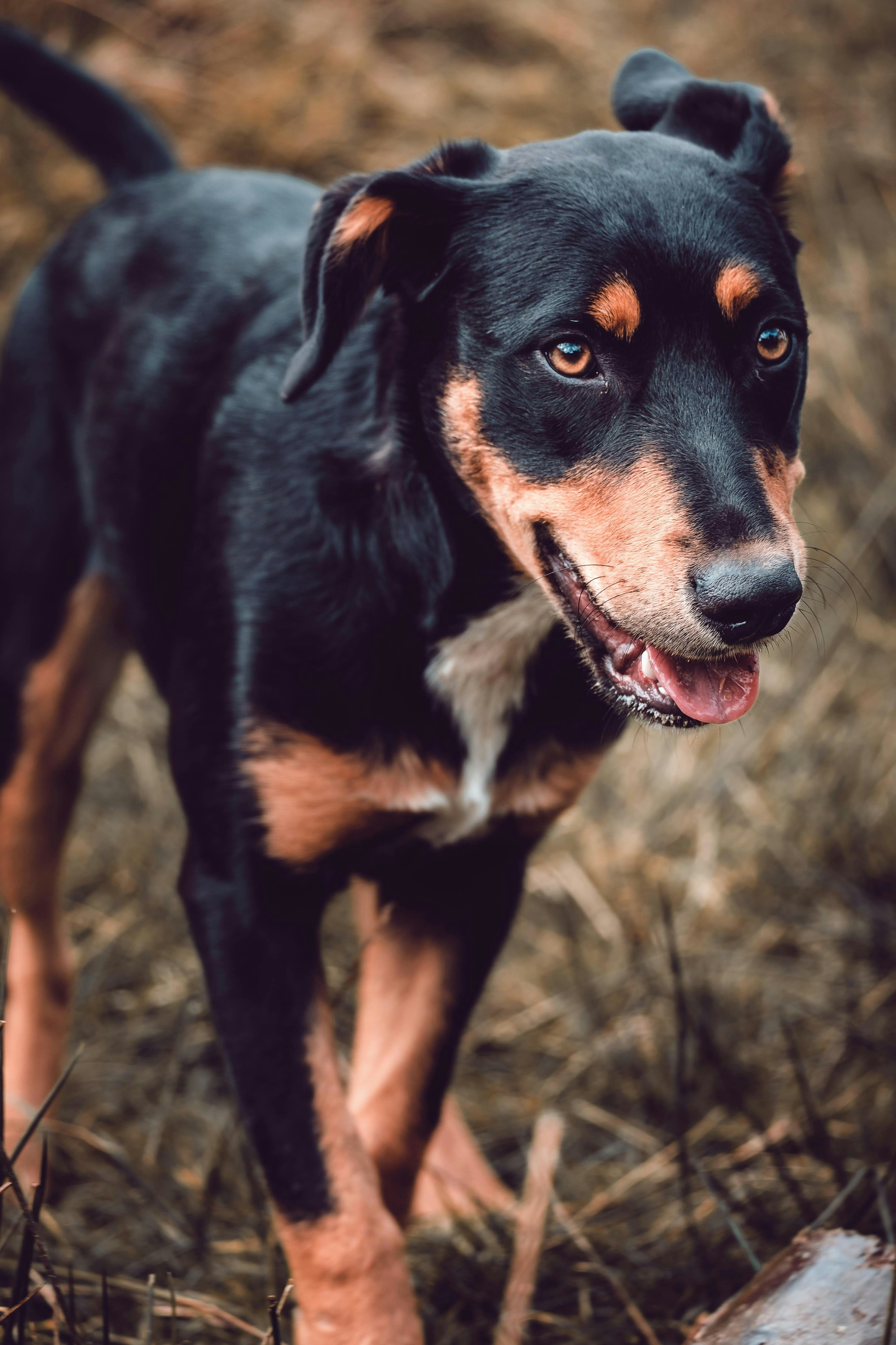 黒と茶色の犬の写真 Unsplashで見つけるスノードニア国立公園の無料写真