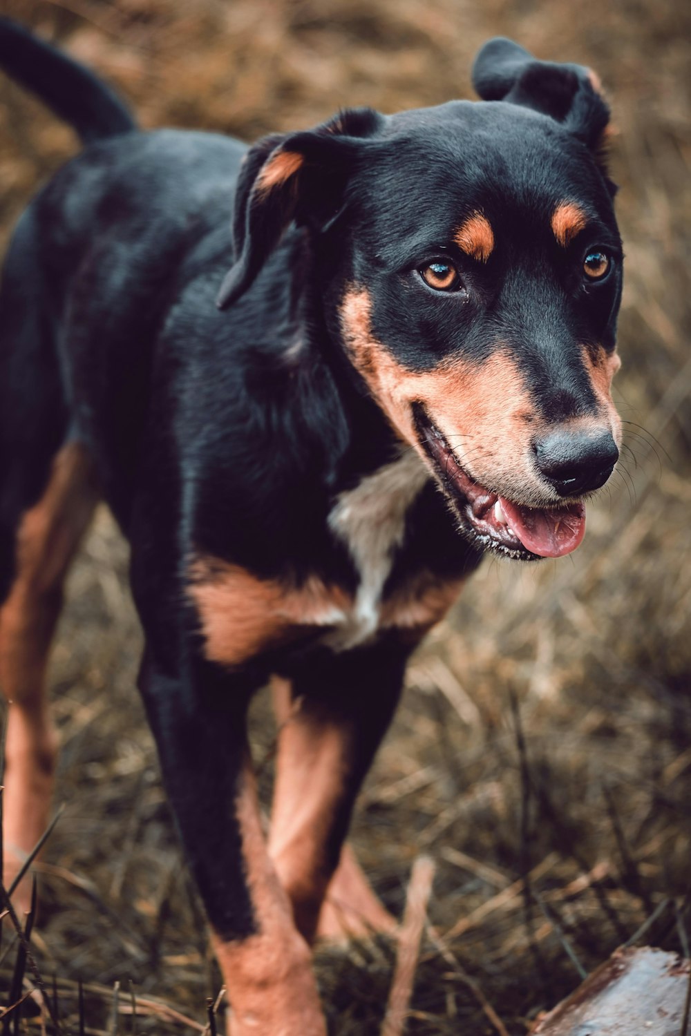 black and brown dog