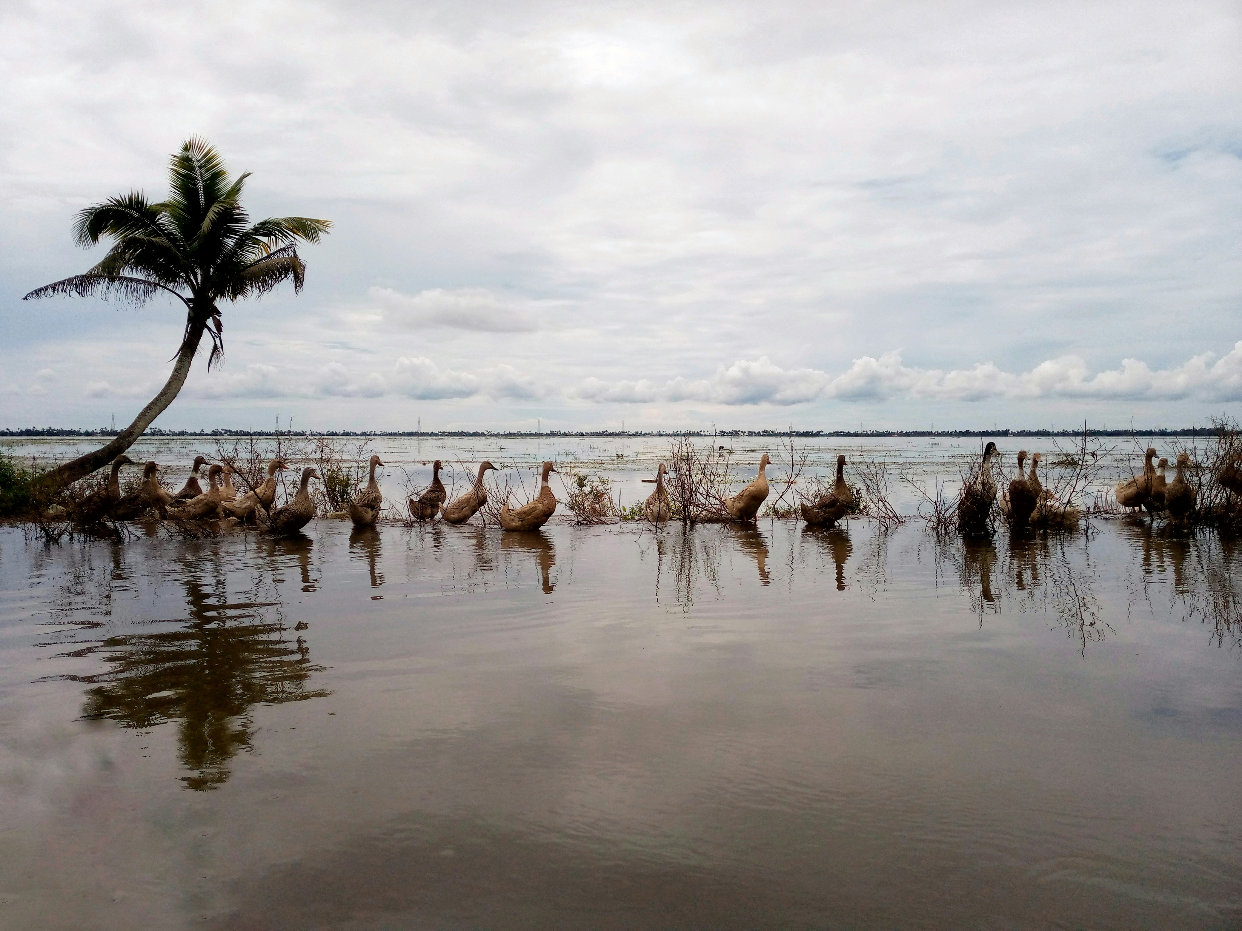 ducks lined up in Kottayam lake, Kerala