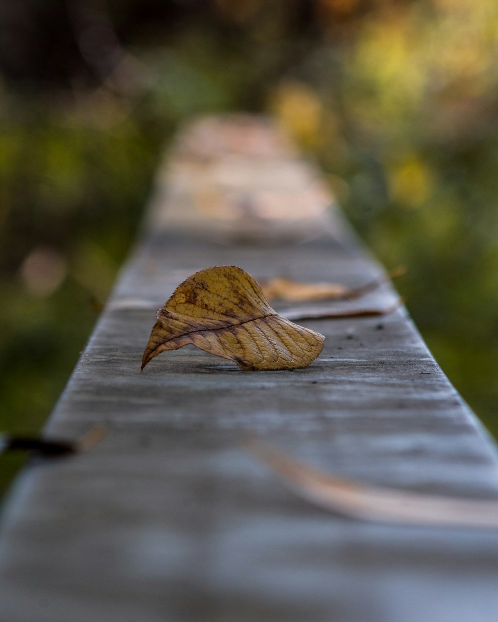 brown leaves on bench