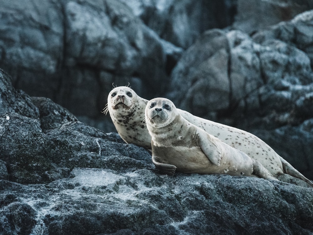 photo of seals